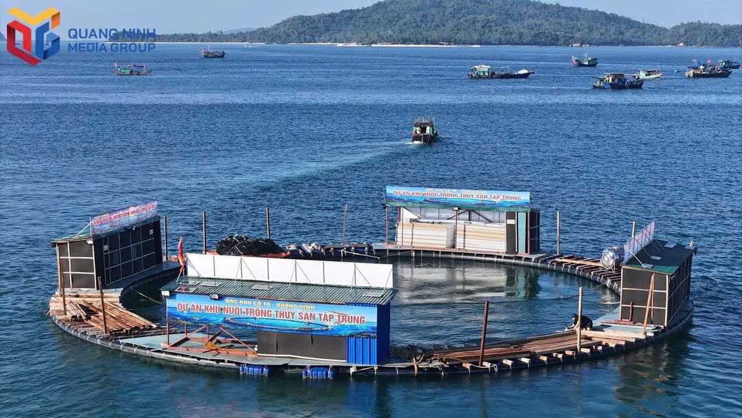Dự án nuôi biển công nghiệp tập trung của Công ty CP Mực nhảy Biển Đông﻿ tại đặc khu Cô Tô.
