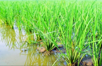 Sửa Luật Đất đai: Bảo đảm quyền lợi người dân, chú trọng sinh kế sau thu hồi đất