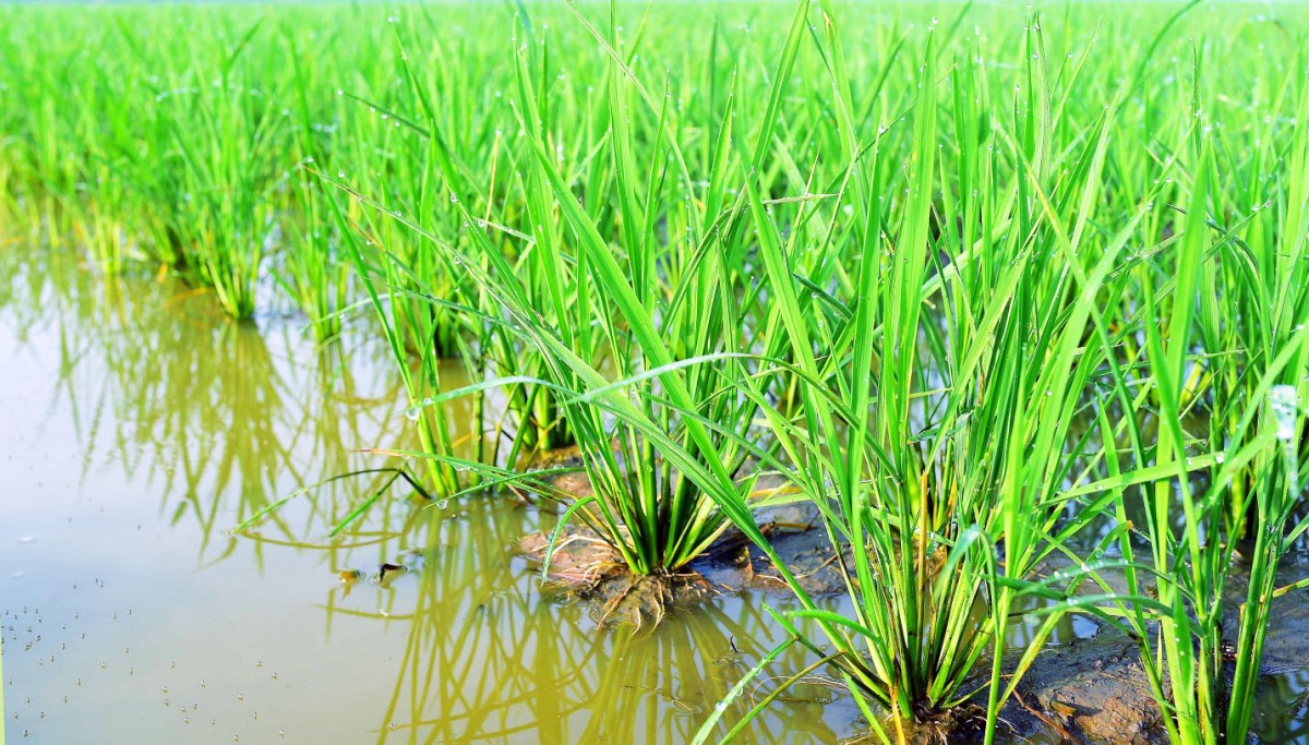 Bảo vệ đất lúa gắn với nâng cao hiệu quả sản xuất, bảo đảm an ninh lương thực và thu nhập cho nông dân.