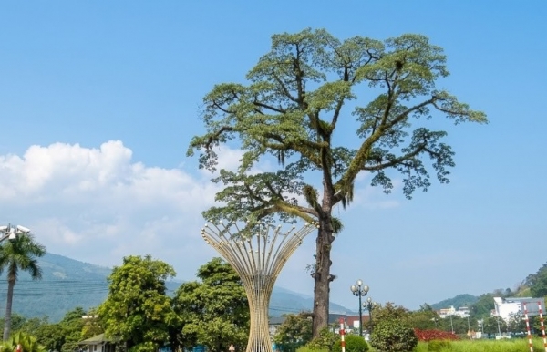 Phường Hà Giang I phát triển hài hòa từ quê ra phố
