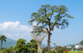 Phường Hà Giang I phát triển hài hòa từ quê ra phố