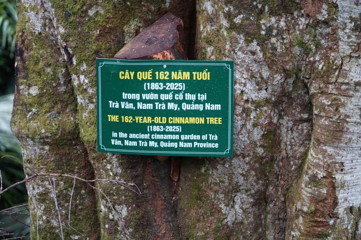Cây quế tại nóc Ông Ní (thôn 2, xã Trà Vân) được công nhận là Cây di sản