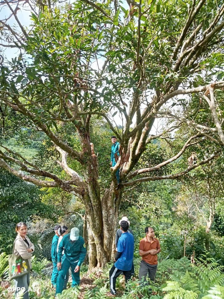 Đà Nẵng: Xã Trà Vân phát triển sinh kế từ nông lâm nghiệp bền vững