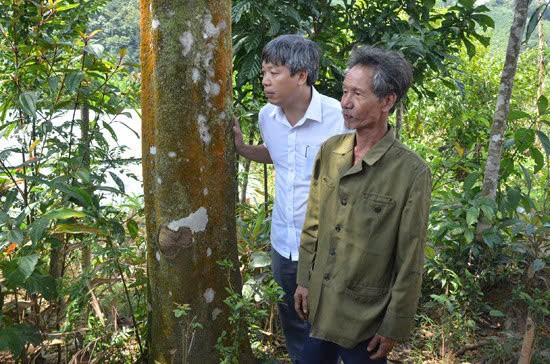 Ông Hồ Quang Bửu (áo trắng) - Phó Chủ tịch UBND thành phố Đà Nẵng - trong chuyến thăm vườn quế.