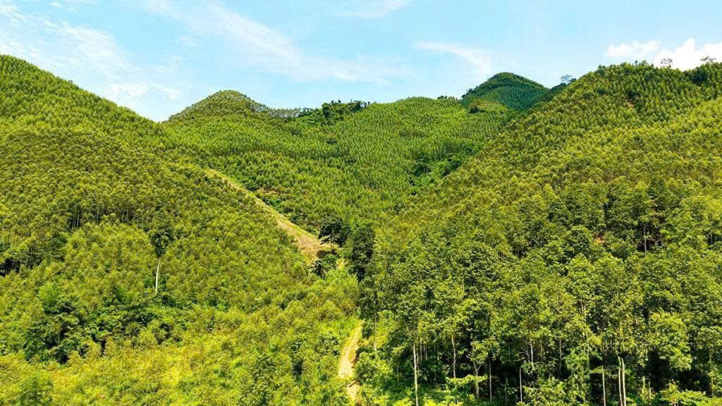 Đắk Lắk thu hồi đất lâm nghiệp bị lấn chiếm tăng cường bảo vệ rừng, phát triển bền vững