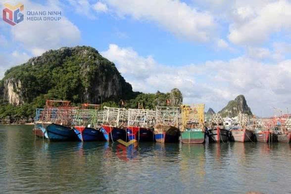 Tàu cá neo đậu tại vùng biển Quảng Ninh