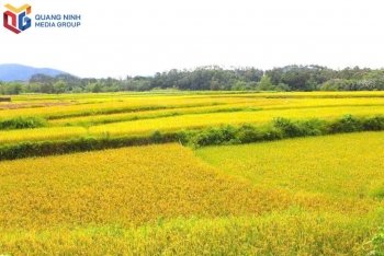 Quảng Ninh tăng tốc sản xuất vụ Đông, ưu tiên cây trồng có giá trị kinh tế cao.