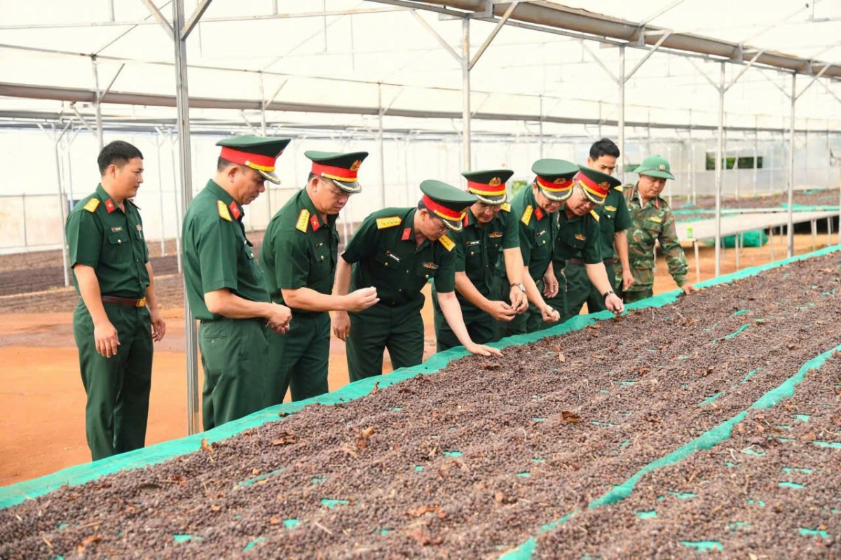Công ty Cà phê 15 phát triển 21,24 ha cà phê hữu cơ đạt chuẩn Mỹ và châu Âu tại Đắk Lắk
