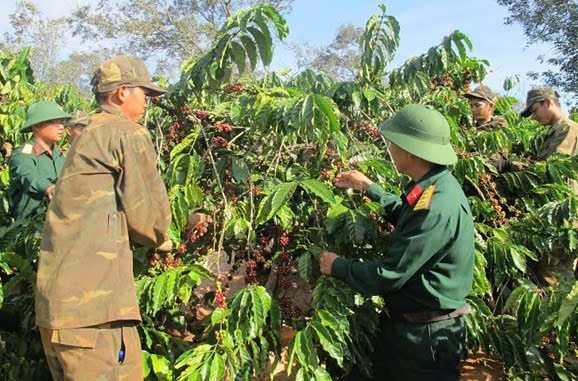 Công ty Cà phê 15 phát triển 21,24 ha cà phê hữu cơ đạt chuẩn Mỹ và châu Âu tại Đắk Lắk