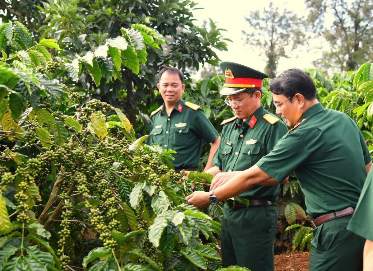 Công ty Cà phê 15 phát triển 21,24 ha cà phê hữu cơ đạt chuẩn Mỹ và châu Âu tại Đắk Lắk