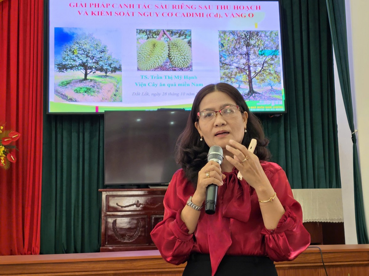 Đắk Lắk tập huấn chống sượng, phòng ngừa cadimi, nâng cao chất lượng sầu riêng bền vững