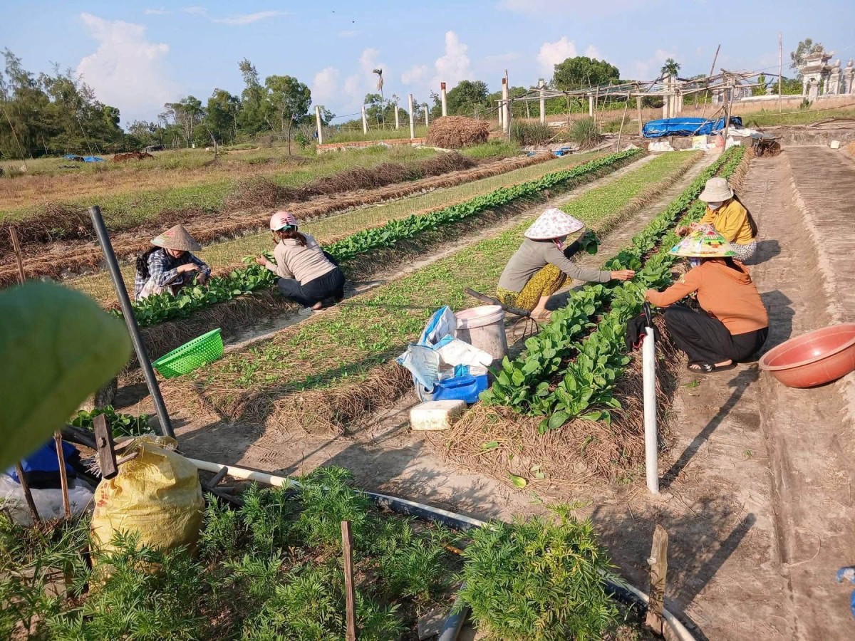 Phụ nữ xã Vinh Lộc ủ phân hữu cơ IMO, sẵn sàng cho vụ rau mới