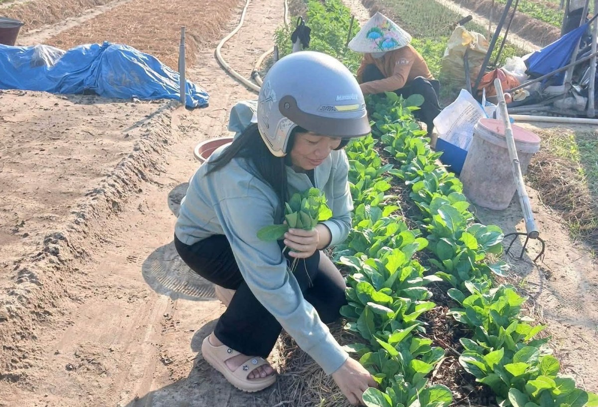 Phụ nữ xã Vinh Lộc ủ phân hữu cơ IMO, sẵn sàng cho vụ rau mới