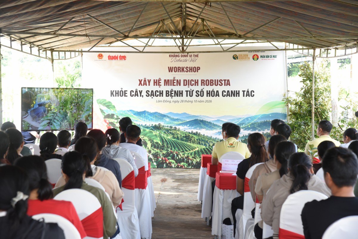 Nâng chất lượng Robusta Việt: Phân bón Cà Mau đưa công nghệ số vào quản lý canh tác tại vùng trồng