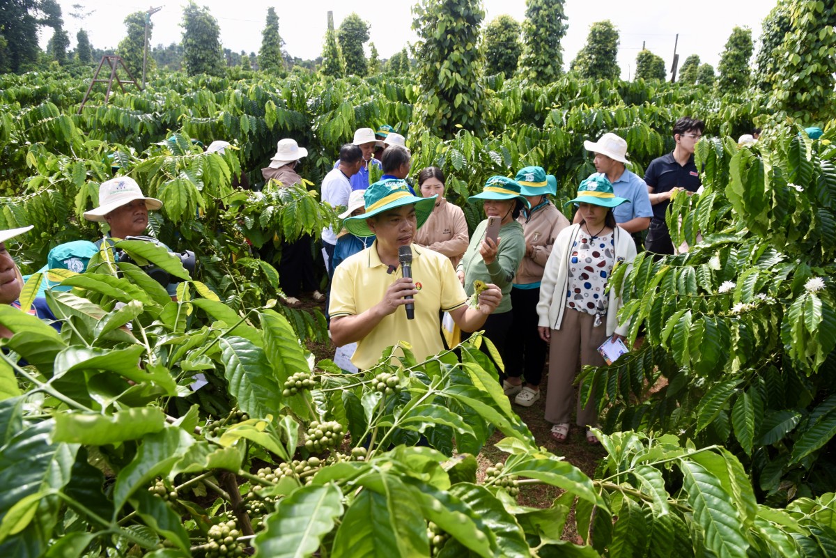 Nâng chất lượng Robusta Việt: Phân bón Cà Mau đưa công nghệ số vào quản lý canh tác tại vùng trồng