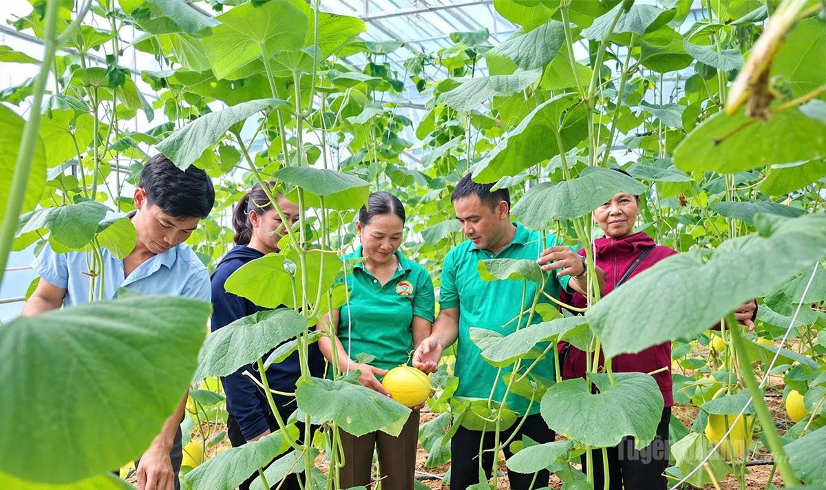 Từ nhà màng đến khát vọng nông nghiệp xanh ở xã Thái Bình