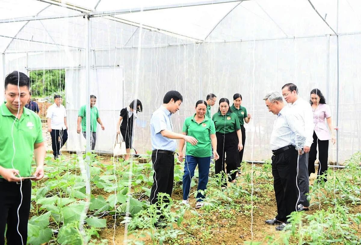 Từ nhà màng đến khát vọng nông nghiệp xanh ở xã Thái Bình