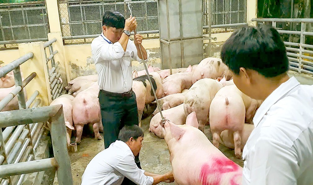 TP.HCM siết kiểm soát chất cấm sau vụ hơn 10.000 tấn heo sử dụng Salbutamol