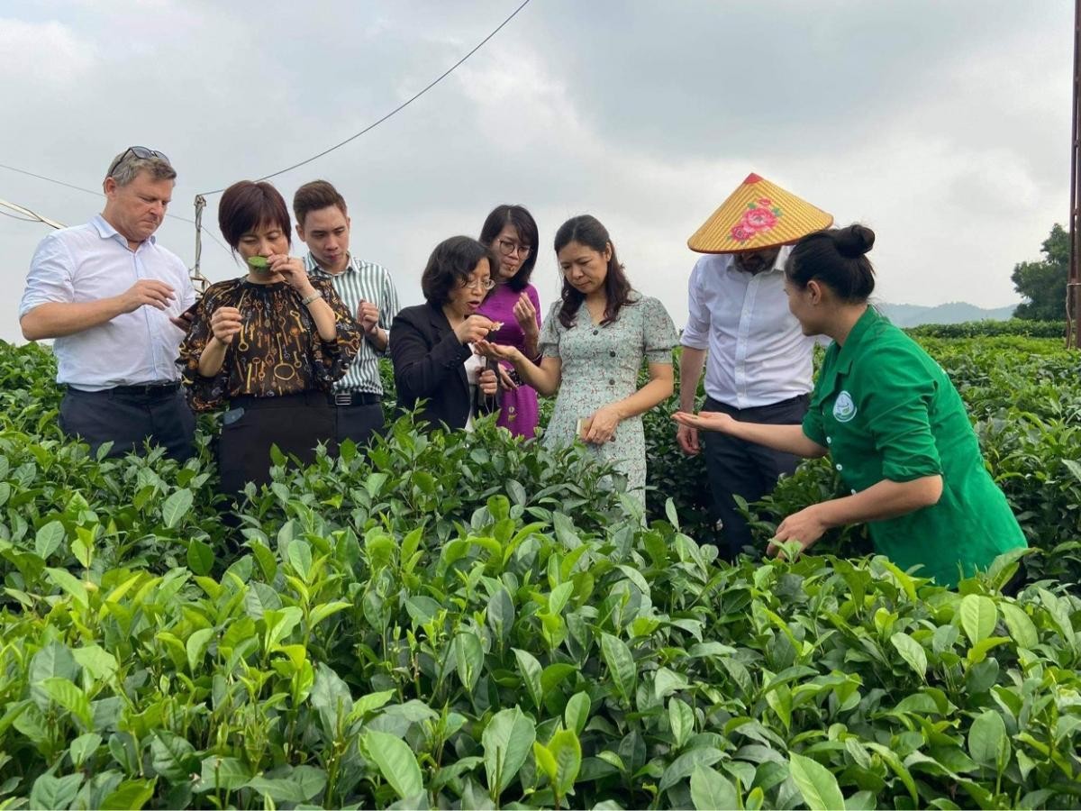 Festival Trà Quốc tế - Thái Nguyên 2026: Đưa hương trà Việt vươn tầm thế giới