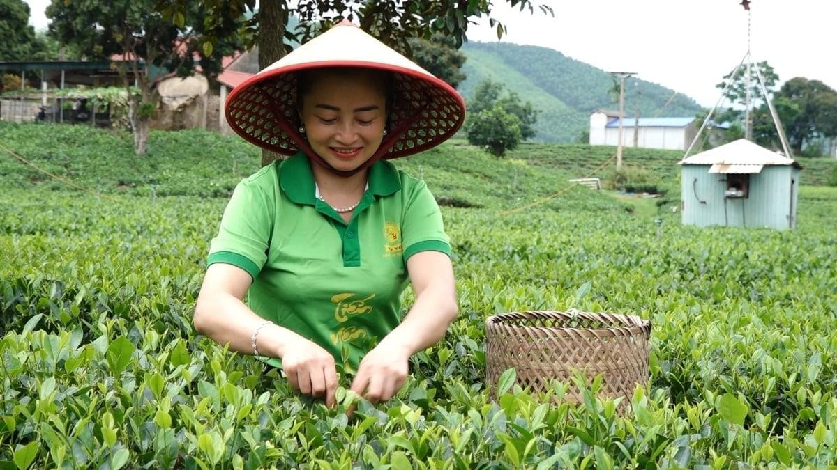 Festival Trà Quốc tế - Thái Nguyên 2026: Đưa hương trà Việt vươn tầm thế giới