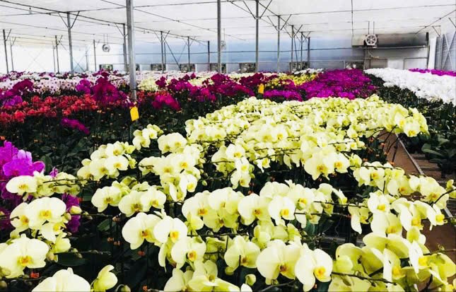 Lâm Đồng hướng dẫn doanh nghiệp trồng lan thực hiện theo quy định CITES