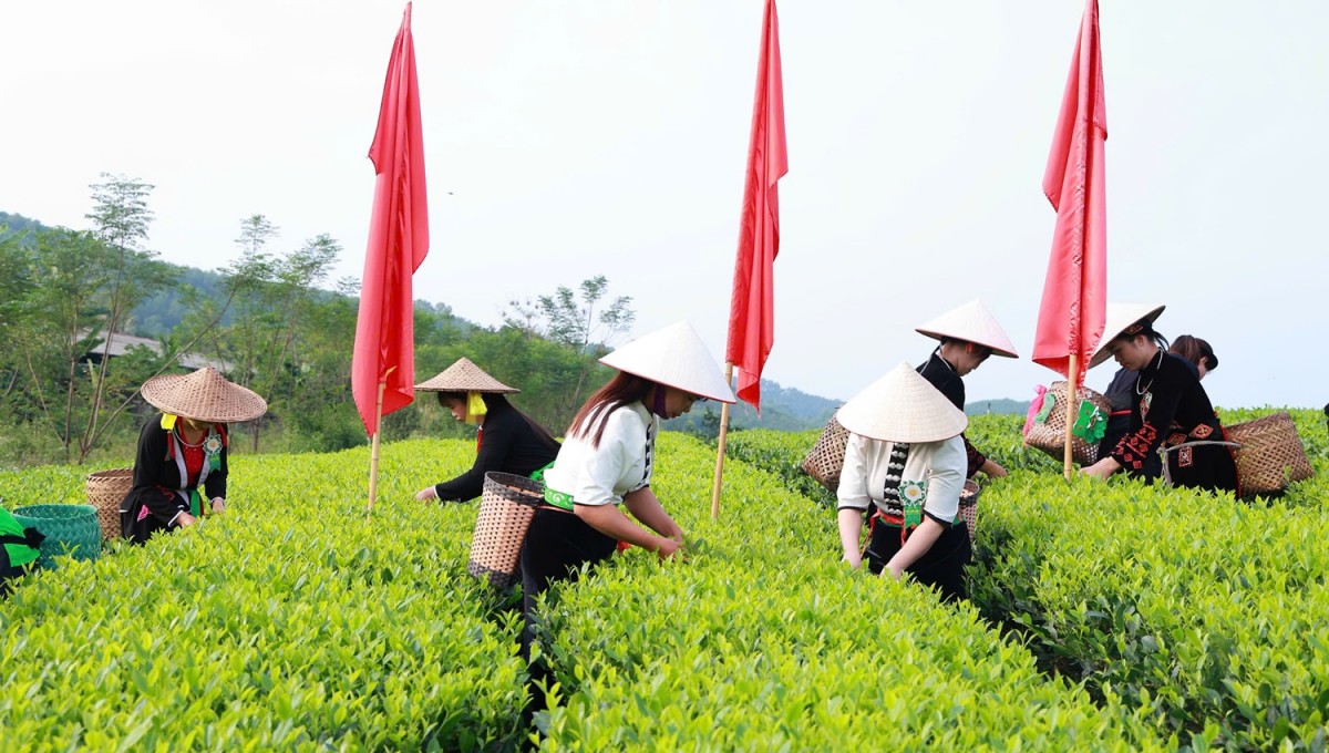 Phát triển hệ sinh thái chè tích hợp đa giá trị là định hướng nâng tầm thương hiệu chè Thái Nguyên và tạo thêm sinh kế cho cộng đồng.