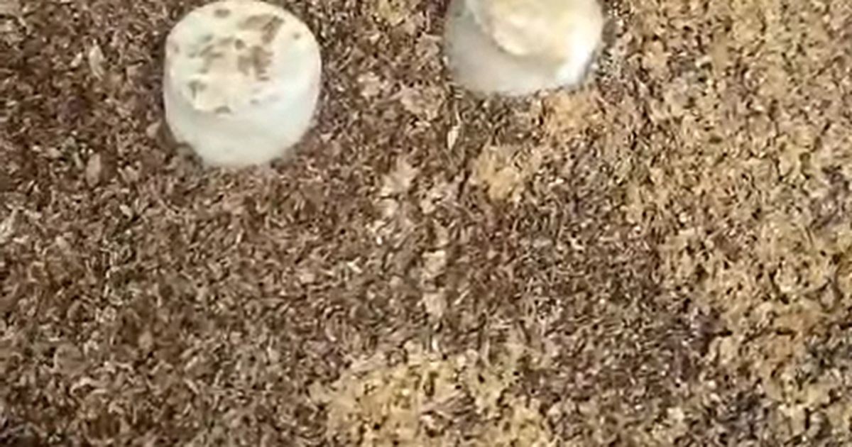 Vương quốc Anh: Khánh thành trang trại côn trùng thương mại đầu tiên