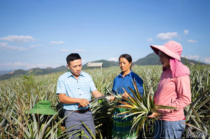 Liên kết xây dựng vùng nguyên liệu tập trung