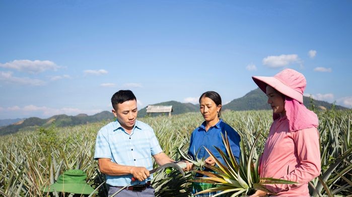 Liên kết xây dựng vùng nguyên liệu tập trung