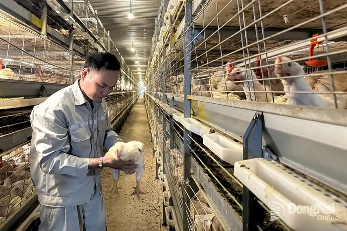 Ưu tiên phát triển chăn nuôi theo chuỗi khép kín