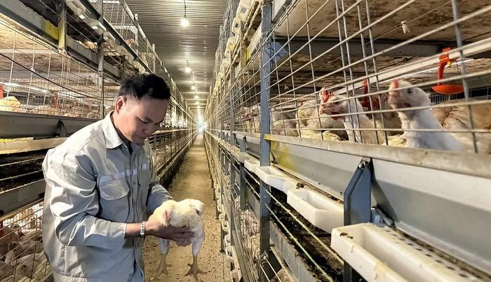 Ưu tiên phát triển chăn nuôi theo chuỗi khép kín