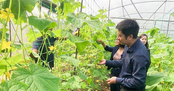 Phát triển nông nghiệp hữu cơ: Cần giải pháp đồng bộ để mở rộng “cuộc chơi”