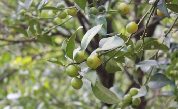 Nghiên cứu bảo tồn nguồn gen cây chanh rừng tại Lạng Sơn