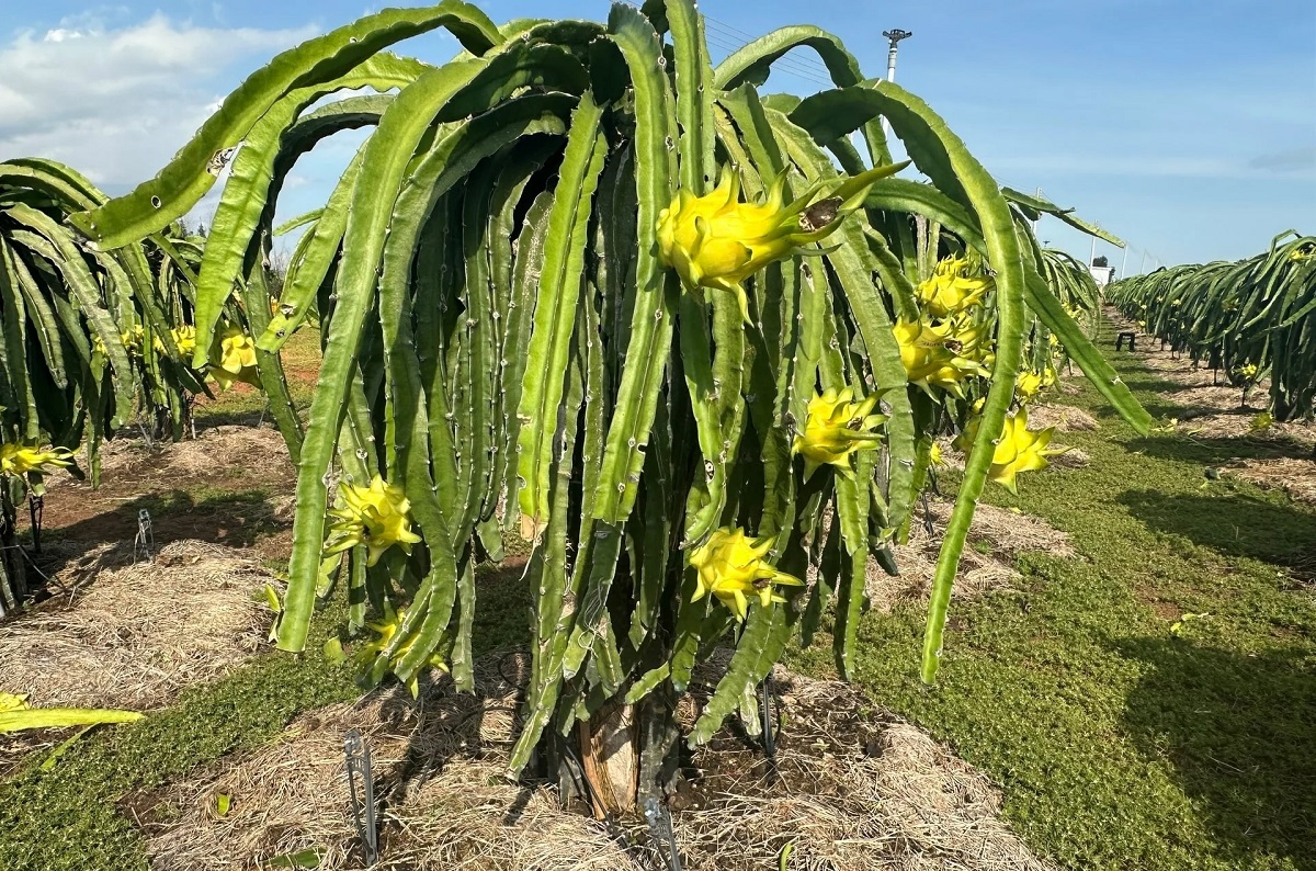 Giá thanh long tăng cao dịp Tết, nông dân thu lợi lớn - VnBusiness