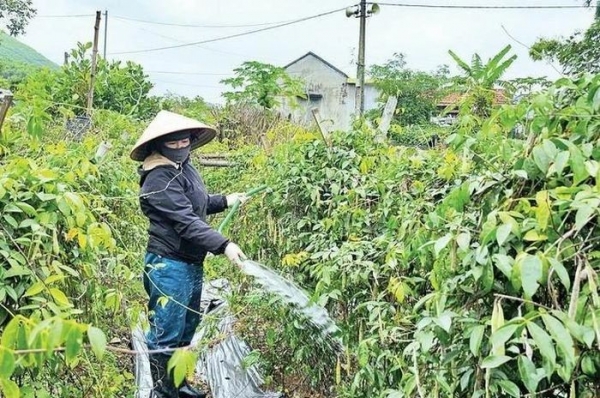 Hiệu quả mô hình trồng cây sâm nam ở Quảng La