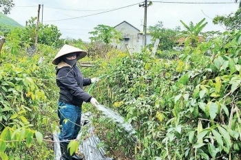 Hiệu quả mô hình trồng cây sâm nam ở Quảng La