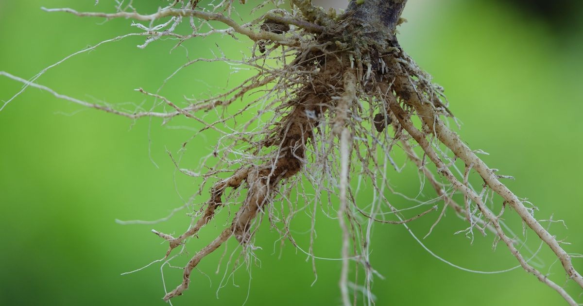 Phát hiện "công tắc" phân tử ở rễ giúp cây ngũ cốc tự tổng hợp đạm