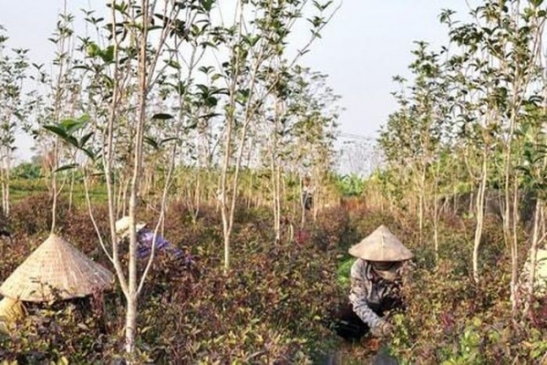 Thúc đẩy kinh tế tập thể phát triển xứng tầm "đầu kéo"