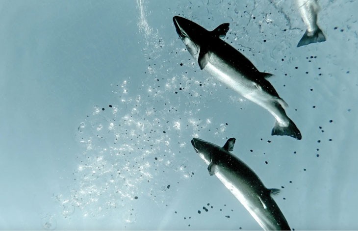 Nhật Bản: Nuôi cá hồi công nghệ cao ven đô với hệ thống MINATOMAÉ