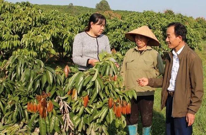 Phúc Hòa: Chỉ đạo sát sao để có mùa vải ngọt