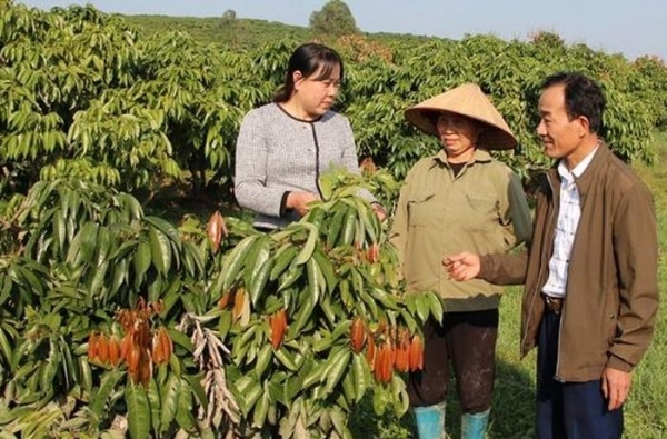 Phúc Hòa: Chỉ đạo sát sao để có mùa vải ngọt