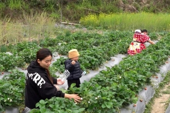 Trồng dâu tây làm du lịch trải nghiệm