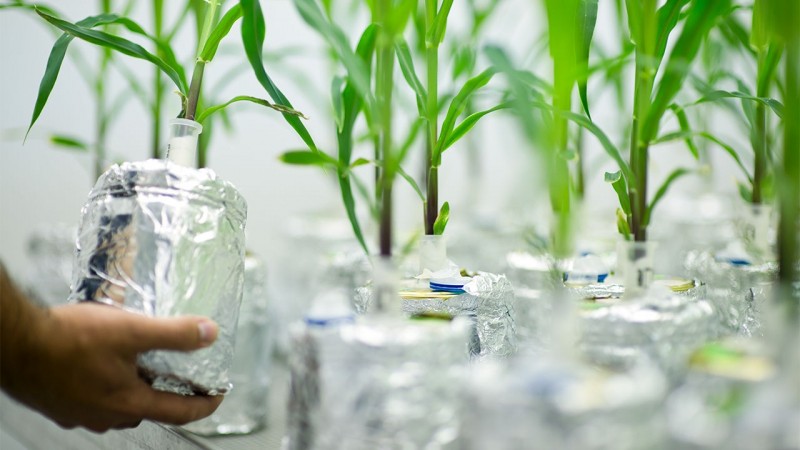 Công nghệ chỉnh sửa gen hứa hẹn hồi sinh ngành nông nghiệp châu Âu