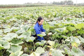 Trồng bí giống lấy hạt - hướng làm giàu của nhiều nông dân xã Yên Ninh