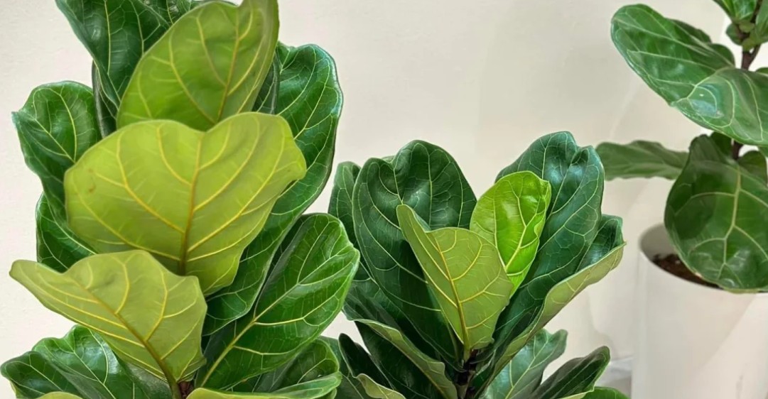 Cây bàng Singapore: Đặc điểm, ý nghĩa phong thủy và cách trồng giúp hút tài lộc