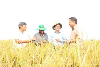 Mỹ Thọ phát huy hiệu quả từ mô hình Sản xuất lúa chất lượng cao, phát thải thấp