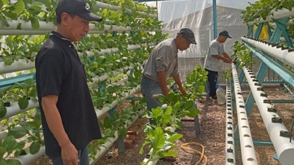 Thủy canh thông minh kết hợp năng lượng mặt trời lan tỏa tại các khu đô thị Malaysia