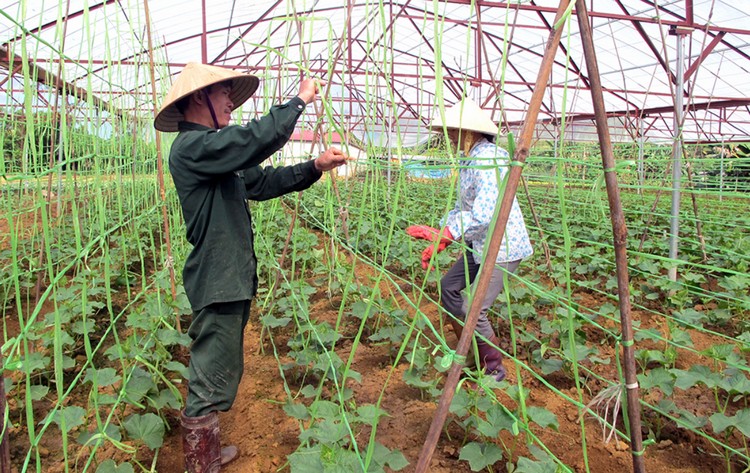 Ưu tiên sử dụng phân hữu cơ trong canh tác nông nghiệp tuần hoàn