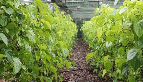 Trồng cây "đếm lá tính tiền", nông dân Nghệ An thu bạc triệu dịp cận Tết