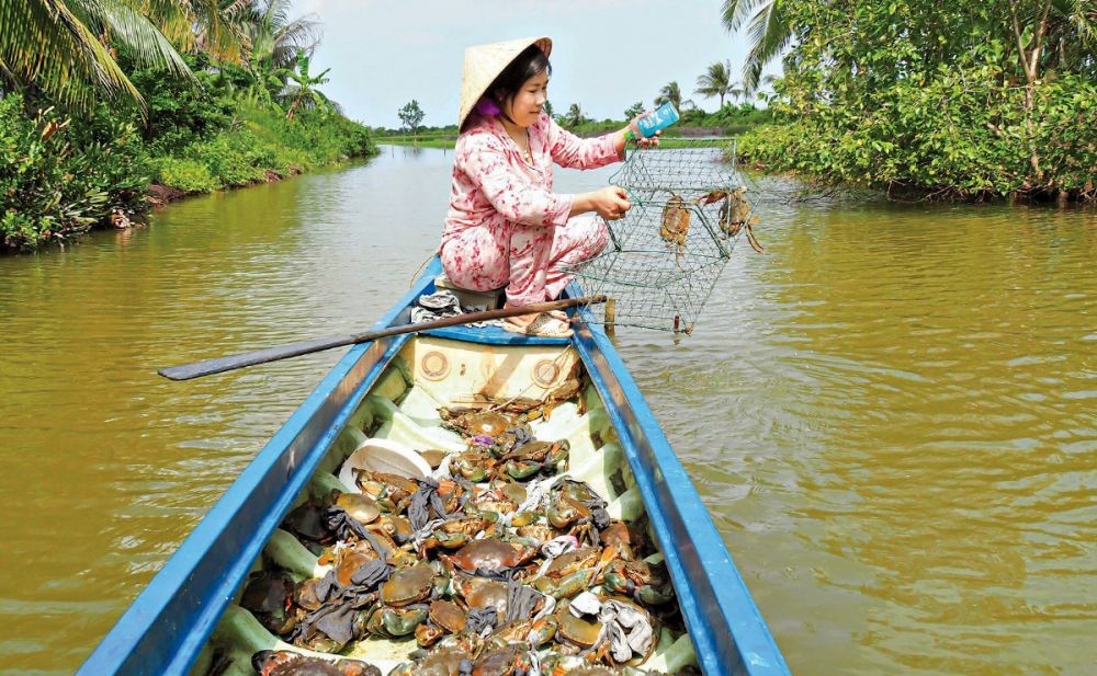Cà Mau: Nghiên cứu bảo tồn và phát triển nguồn gen cua biển